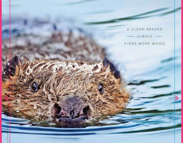 The Clean Beaver